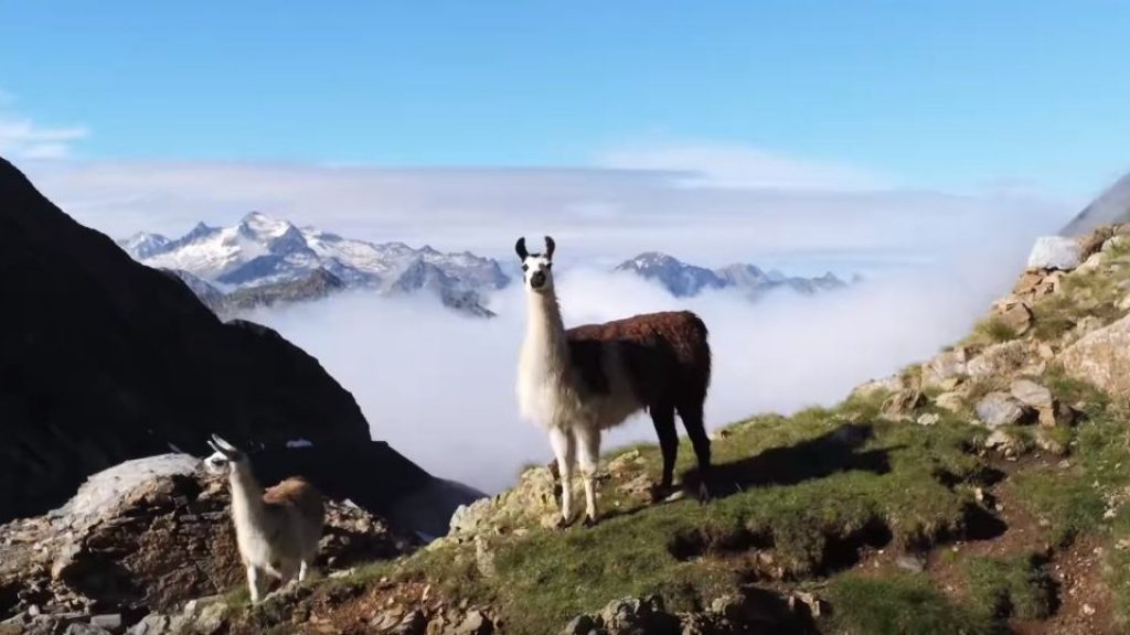 How to Use Mavic 2 Lossless Digital Zoom Feature Aerofly Drones